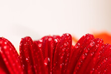 Red Gerbera Flower With Drops On The Petals.