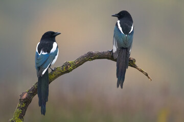 Wall Mural - The Eurasian Magpie or Common Magpie or Pica pica on the branch with colorful background, winter time	