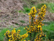 A bush, inflorescences of yellow flowers, a plant. Ulex commonly known as gorse, furze, or whin is a genus of flowering plants in the family Fabaceae.