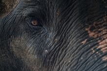 Closeup On Elephant Face And Eye