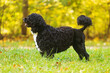 male Portuguese Water Dog posing nicely