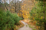 Fototapeta Sawanna - Narrow sandy hiking trail in a forest with beech, birch and pine trees near Austerlitz, The Netherlands in autumn