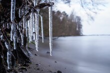 Closeup Of Icicles On Tree Branches With A Frozen Lake In The Background