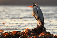 Ardea Herodias,  Great Blue Heron Close Up By The Shore In Scotland Moray Firth In The Orange Lite Sunset.