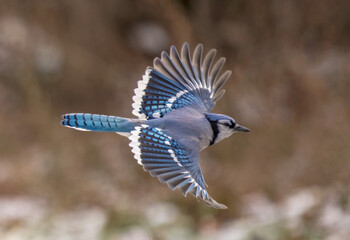 blue jay flying