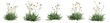 Set of grass bushes isolated. Autumn Hawkbit. Scorzoneroides autumnalis. 3D illustration