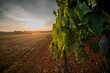 Green grape plantation on the Istrian peninsula