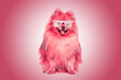 cute and glasses spitz dog pink background