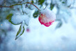 Pink rose under snow against leaves and snow background