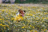 Fototapeta Kosmos - Brittany Spaniel dog running in a flower field with tongue out and ear flopping covered in yellow pollen in late afternoon