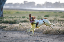 Brittany Spaniel Dog Running In A Field With Tongue Out And Ear Flopping Covered In Yellow Pollen In Late Afternoon