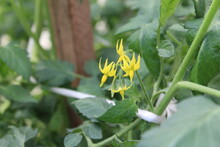 Flowering Of Yellow Tomato Flowers In The Garden Close-up