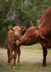 Wall Mural - Vertical shot of a mother cow licking its cattle for cleaning it on blur background