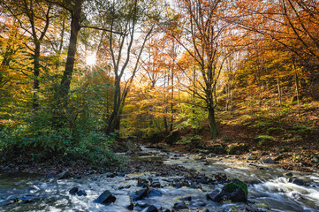 autumn in the forest