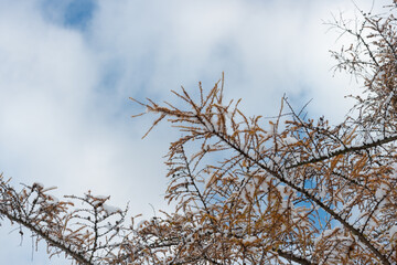 Wall Mural - snow covered larch on a cloudy blue sky