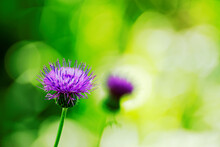 Purple Wild Thistle Flower Close-up On Green Bokeh Background