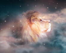 African Lion Looking Up On Stars At Night. Proud Dreaming Fantasy Leo On Dark Dramatic Deep Starry Sky Background, Abstract Ghostly Portrait Of Majestic King Of Animals.