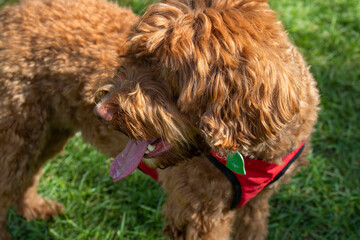 Wall Mural - tan brown briard dog on the lawn looking back