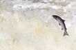 Fresh from the north sea, wild Scottish Atlantic salmon fish leaping up a waterfall 
on migration to spawning grounds in the northern of Scotland highlands during summer months 