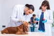 © Elnur - Vet doctor examining golden retriever dog in clinic