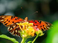 Close Up Shot Of Gulf Fritillary Butterfly