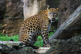 Fototapeta Sypialnia - leopard on the rock