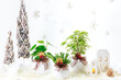 観葉植物のクリスマスコーディネート