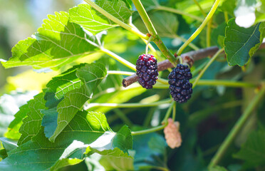 Canvas Print - Red mulberry fruit