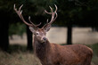 A close up portrait of a red deer stag. It is a three quarter portrait and shows detail in his hair and large antlers