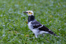 Black-collared Starling In The Grass, Gracupica Nigricollis