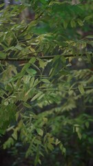 Wall Mural - Vertical shot of green foliage in a park