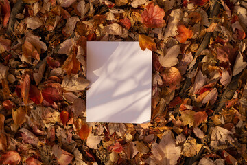 White book in nature surrounding, autumn leaves. Mockup, conceptual, fall mood, reading book, magazine, colorful leaves