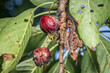 Makro detail Nahaufnahme einer Wespe sitzt auf einer reifen Kirsche die am Kirschbaum Baum hängt zwischen den Blättern  im Sonnenlicht, Deutschland