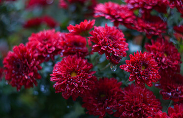 Wall Mural - Water drops on red flower petals