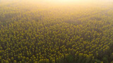 Fototapeta  - Aerial view of the eucalyptus plantation in the warm evening sunlight. Top view of cultivation areas or agricultural land in outdoor nursery. Cultivation business. Natural landscape background.