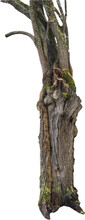 Isolated PNG Cutout Of A Tree Trunk On A Transparent Background