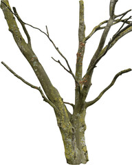 Aufkleber - Isolated PNG cutout of a tree trunk on a transparent background