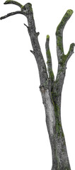 Aufkleber - Isolated PNG cutout of a tree trunk on a transparent background