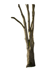 Aufkleber - Isolated PNG cutout of a tree trunk on a transparent background