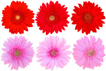 Red And Pink Gerbera Daisy On White Background.flower On Clipping Path.