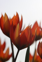 Close Up Of A Tulip Flower