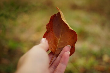 Canvas Print - Autumnal brown leaf in a female fingers on the background of the autumn garden