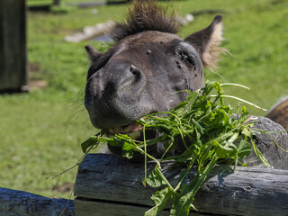 Wall Mural - Portrait of beautiful miniature shetland breed pony in summer