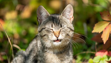 Sneezing Cat