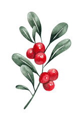 Red Christmas berry plant with green leaves, watercolor painting, PNG file transparent no background