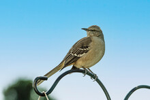 
Closeup Of A Mockingbird Perched On A Decorative Metal Pole With A Blue Sky Background.