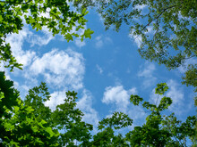 Blue Sky And Clouds Through The Treetops, View From Below. The Sky Framed By Green Tree Branches.