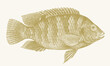 Redbelly tilapia coptodon zillii, tropical freshwater fish in side view
