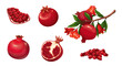 Pomegranate red fruit with seeds set vector illustration. Cartoon isolated whole exotic pomegranates in peel and cut in half and slices, growing tree branch with leaf, blossoms and organic harvest