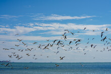 Action Photo Of A Flock Of Seagulls In Flight On The Beach